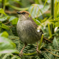 Hunter's Cisticola